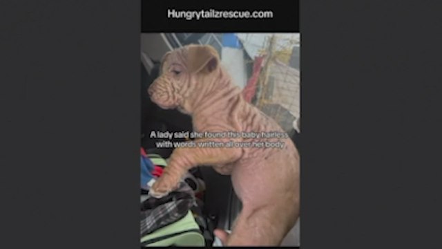 La emotiva recuperación de este perro encontrado sin pelo y lleno de rotuladores