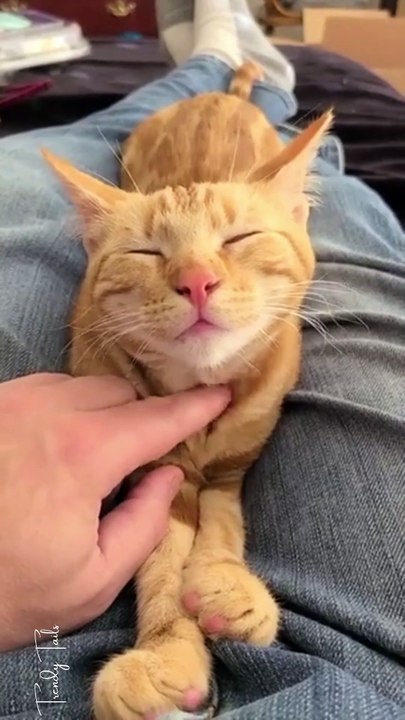Scratch lover