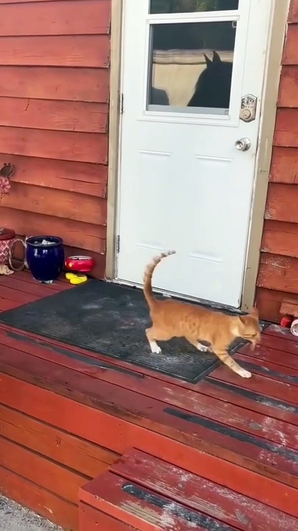 Funny animals