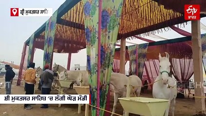ਘੋੜ ਮੰਡੀ 'ਚ ਖਿੱਚਦਾ ਕੇਂਦਰ ਬਣਿਆ ਪ੍ਰਤਾਪ ਘੋੜਾ, ਪੰਜਾਬੀ ਗਾਣਿਆਂ 'ਚ ਵੀ ਦਿਖਾ ਚੁੱਕਿਆ ਜਲਵਾ