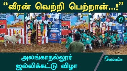 அடக்க முடியாமல் துள்ளிக் குதிக்கும் காளை  | Alanganallur Jallikattu 2025 | Oneindia Tamil