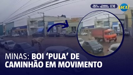 Boi "pula" de caminhão em movimento e tenta invadir loja
