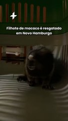 Filhote de macaco é resgatado em Novo Hamburgo