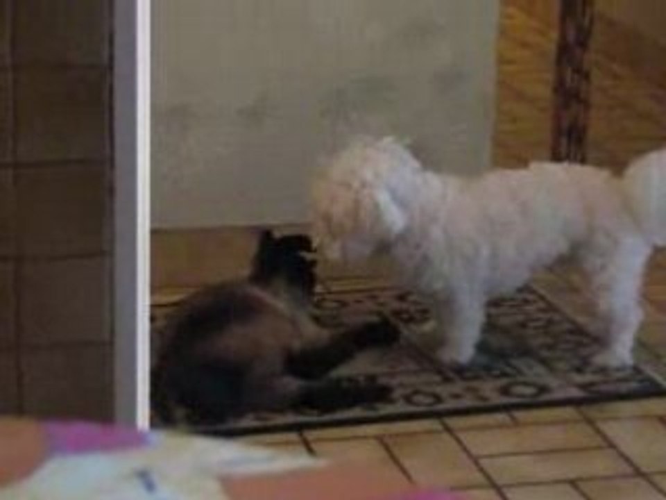 entre chien et chat