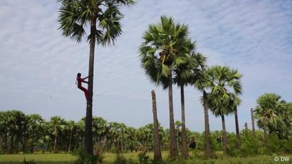 India's palm tree reverend