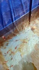 Tebra JARANG koq pakai AERATOR segala