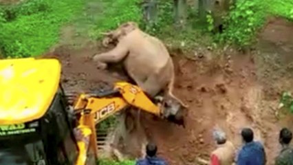 Herzerwärmender Moment, in dem ein Elefant von einem Kran aus einer schlammigen Grube gerettet wird