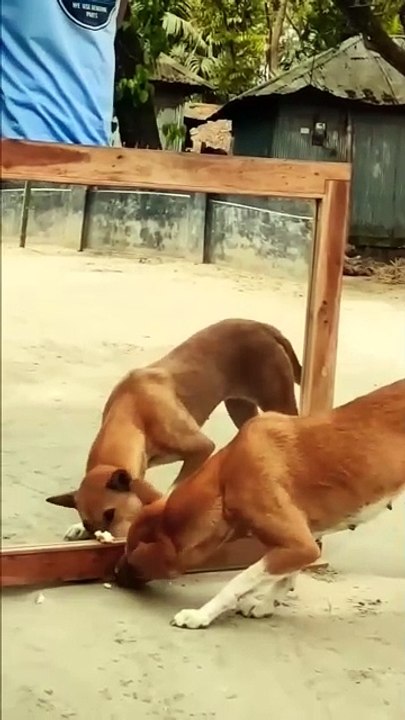 Dogs 🐕🐕 mirror fighting pranks videos very funn...