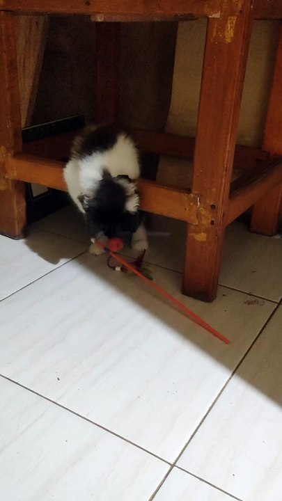 kucing lucu