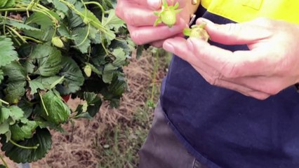 Giant hail, strong wind gusts lash parts of Queensland amid outback heatwave A profile picture of a man with ginger hair wearing a button up shirt By Aaron Kelly  ABC Capricornia  Topic:Weather Warnings