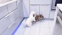 Shih Tzu Wags Tail and Performs Antics Before Morkie