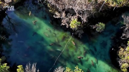 Winter Storms in Florida Are Leading to Manatee Populations Gathering Around Power Plants