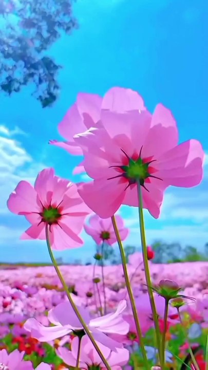 Nature beauty