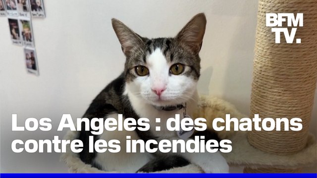 Ce bar à chat de Los Angeles propose des câlins gratuits pour les victimes des incendies