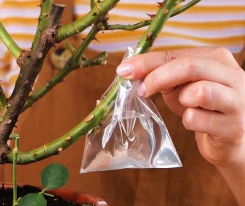 Effortless gardening! Smart ideas for a thriving garden!