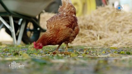 Sophie Davant présente "En bonne compagnie, le magazine des animaux" sur France 3 depuis le 20 janvier 2024.