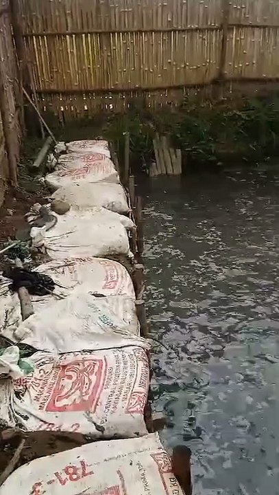 Resiko budidaya lele dikolam tanah jauh dari sumber air ya begini