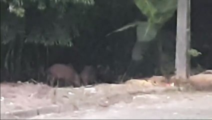 Infestação de javalis preocupa moradores de Criciúma: “É uma praga”