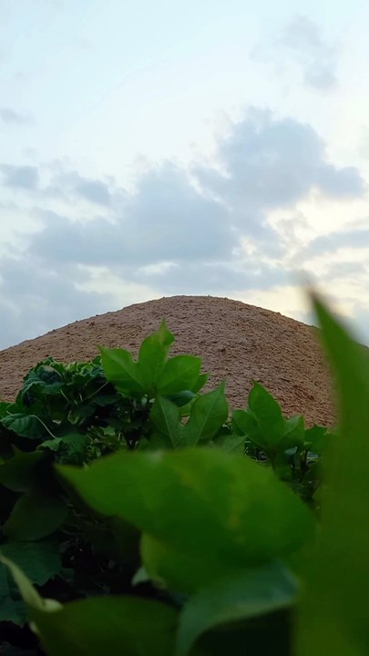 Beautiful Birds Song | Natural View | Calm and Relax | Viral Video