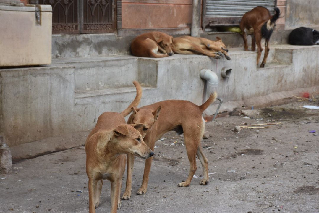 स्वायत्त शासन विभाग के आदेश के बाद भी श्वानों क...