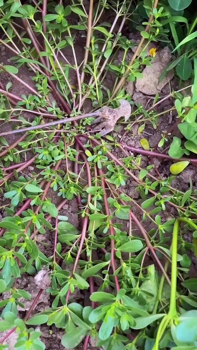 You see this plant a lot in the garden