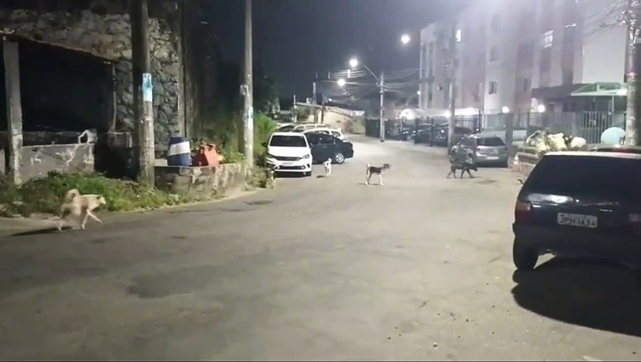 "Gangue de cães" ataca motociclista e assustam moradores de conjunto residencial em Luiz Anselmo