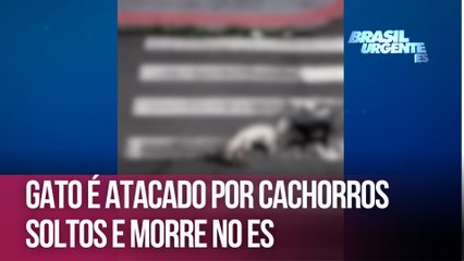 Gato é atacado por cachorros soltos e morre no ES