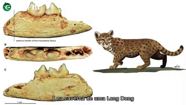 Descobertas surpreendentes: Fóssil do menor gato, sistemas planetários e sociedades matriarcais revelados na China, Nova descoberta desafia teorias e estudo sugere comunidades celtas matriarcais na Grã-Bretanha.