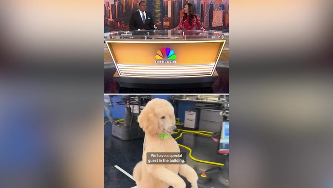 Viral poodle interrupts live news broadcast by...