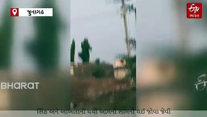 શિકાર અને શિકારી એક બીજાને જોઈ ભડક્યાઃ ગીર પંથકમાં VIDEOને લઈને રમૂજ
