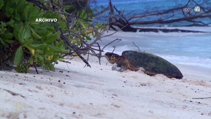 Pide Profepa a Semar y GN vigilar el hábitat de la Casquito de Vallarta