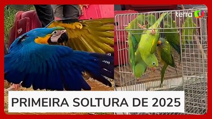 Araras reabilitadas são devolvidas à natureza no DF