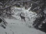 Chevreuils bondissent dans la neige