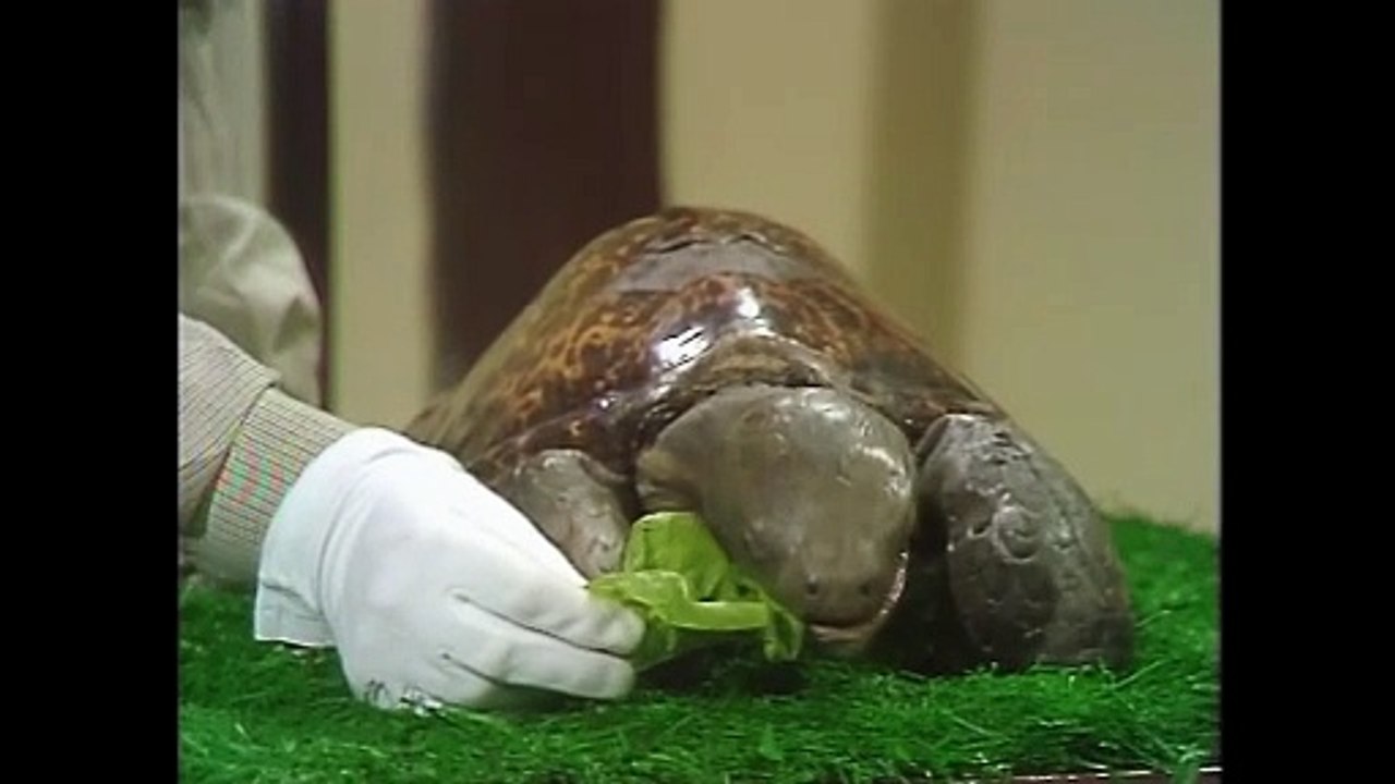 Benny Hill - Biology With Bellamy (1976)