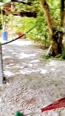 monkey funny smile new video Bandar ka funny video