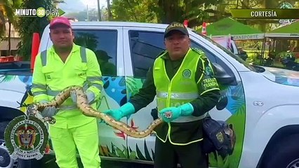 ¡Sorpresa en la carretera! Rescatan serpiente boa en La Pintada, Antioquia