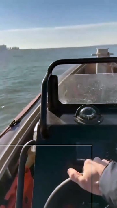 Golfinhos regressaram ao rio Tejo e "deixaram-se filmar". As imagens