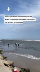 Botos aparecem no canal da barra do Rio Tramandaí: Divertem veranistas e orientam pescadores