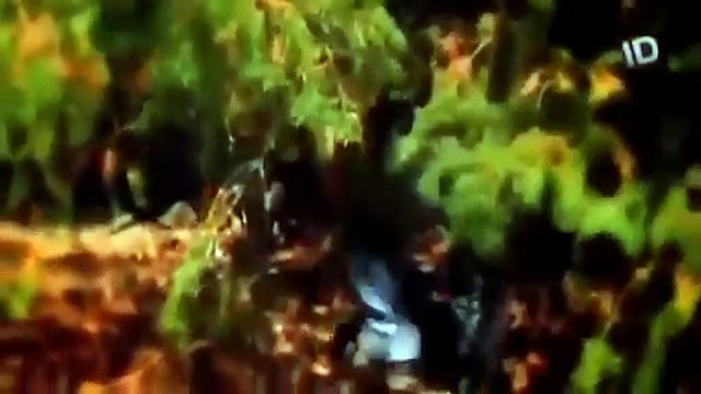 HISTORIAS REAIS - CRIMES REAIS EP6 - ID