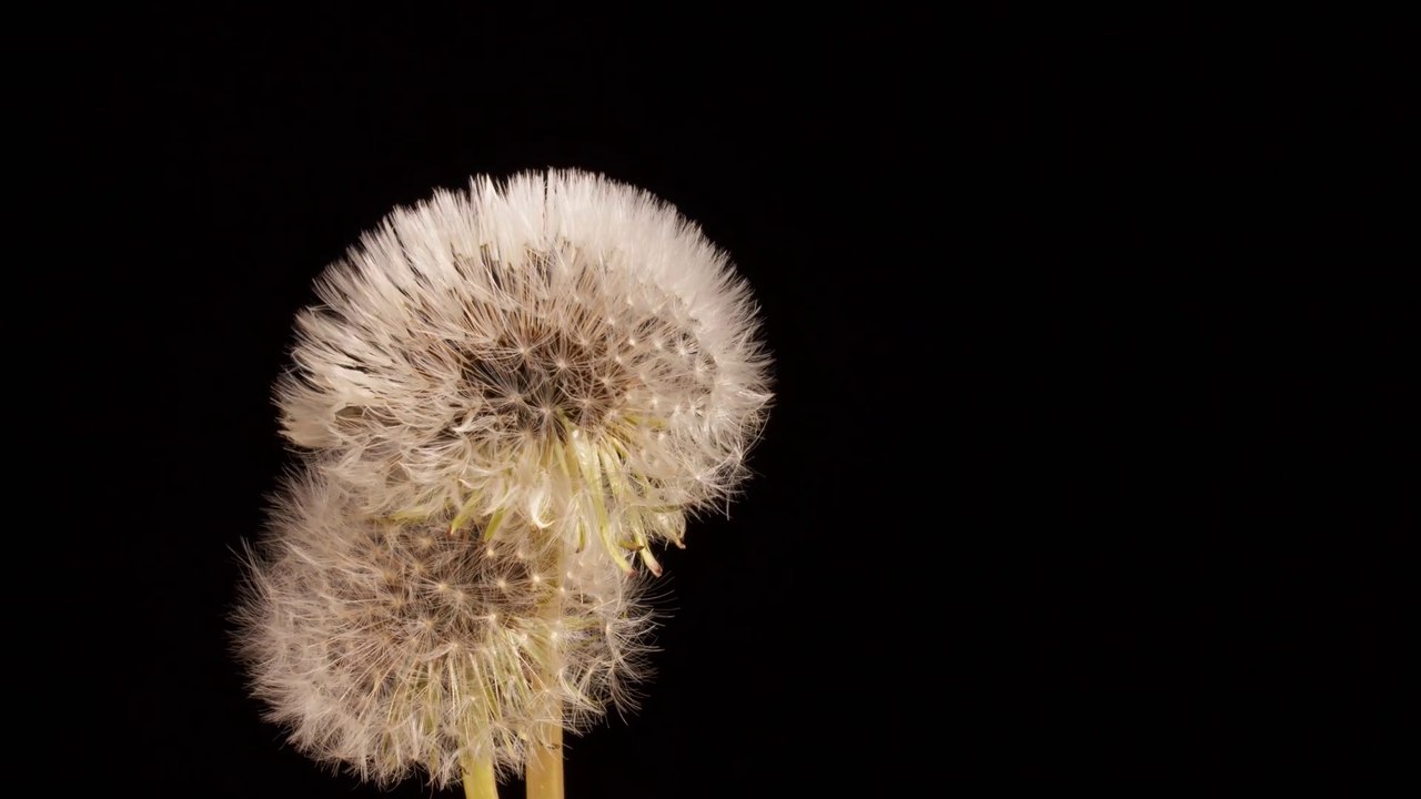 17486252-uhd_3840_2160_30fps