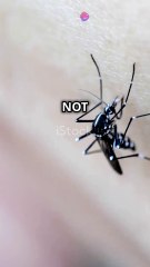 Only Female Mosquitos Bite! 🦟