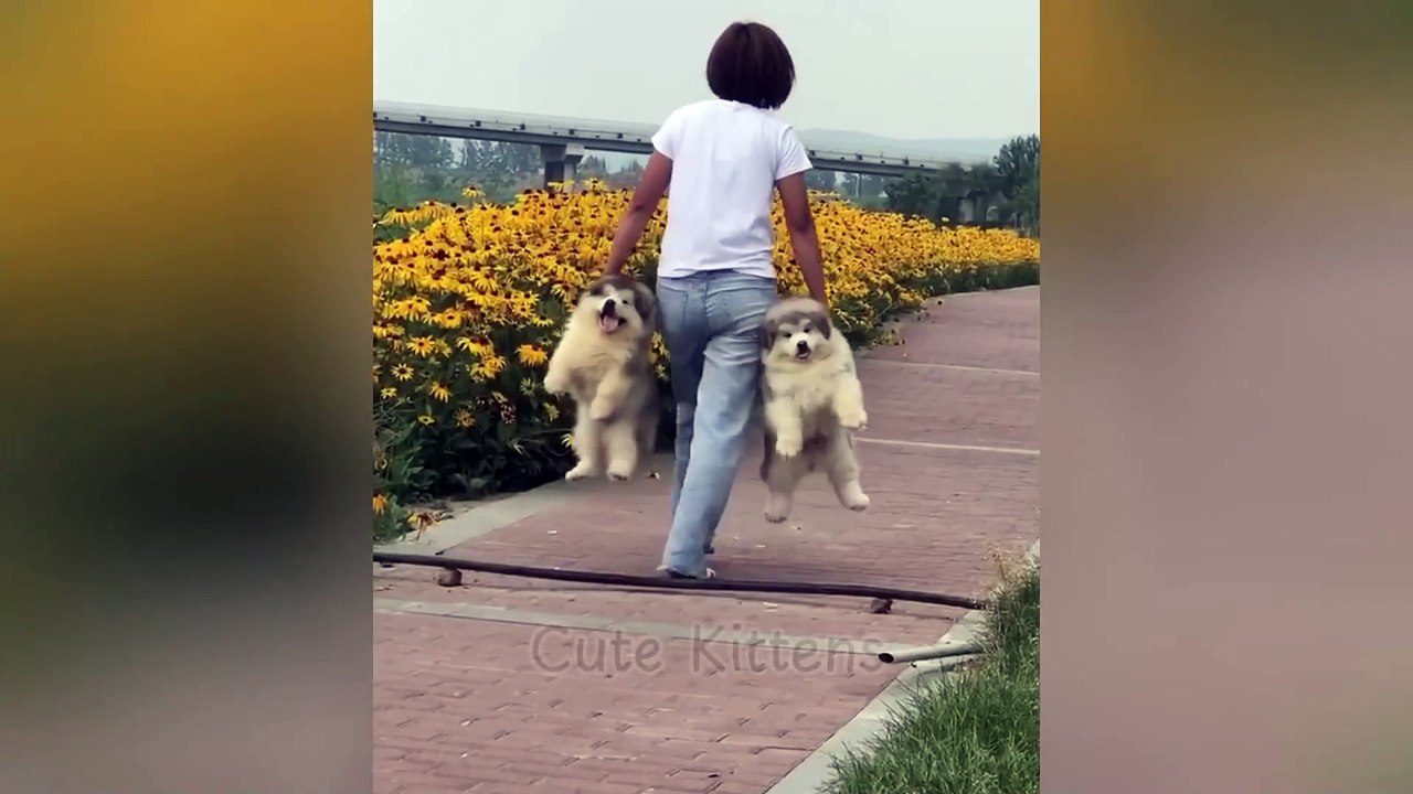 pet animals
