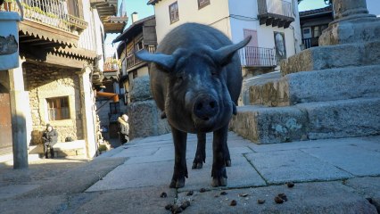 Desde hace más de 500 años, este marrano recorre las calles del municipio como un vecino más