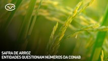 Safra de arroz: entidades questionam números da Conab