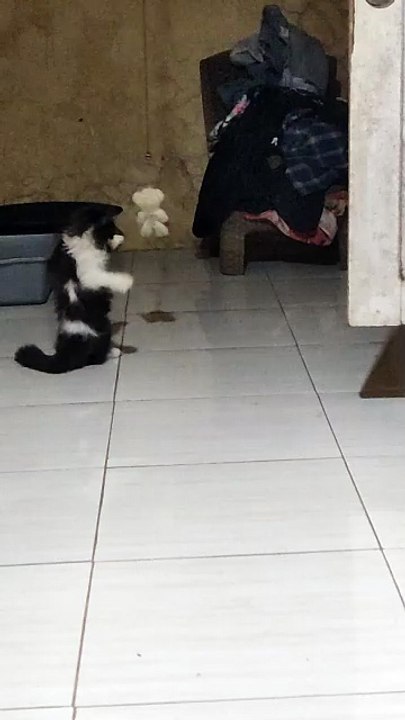 kucing lucu