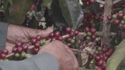 Feria del Café de Frailes: ¡Déjese enamorar por sus paisajes y sabores!