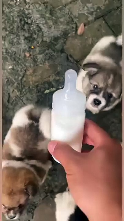 Dairy cows drink milk😆