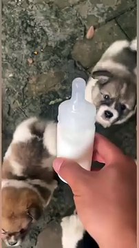 Dairy cows drink milk😆