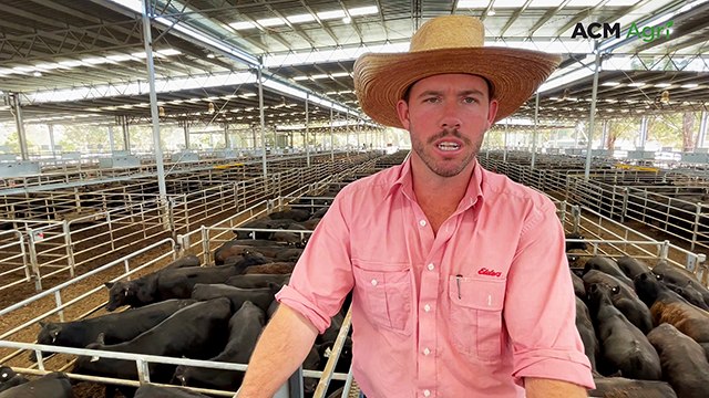 1000 steers head to Queensland as JBS picks up huge run at Yea weaner sale