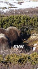 The Secrets of Animal Leadership How to Be a Pack Leader